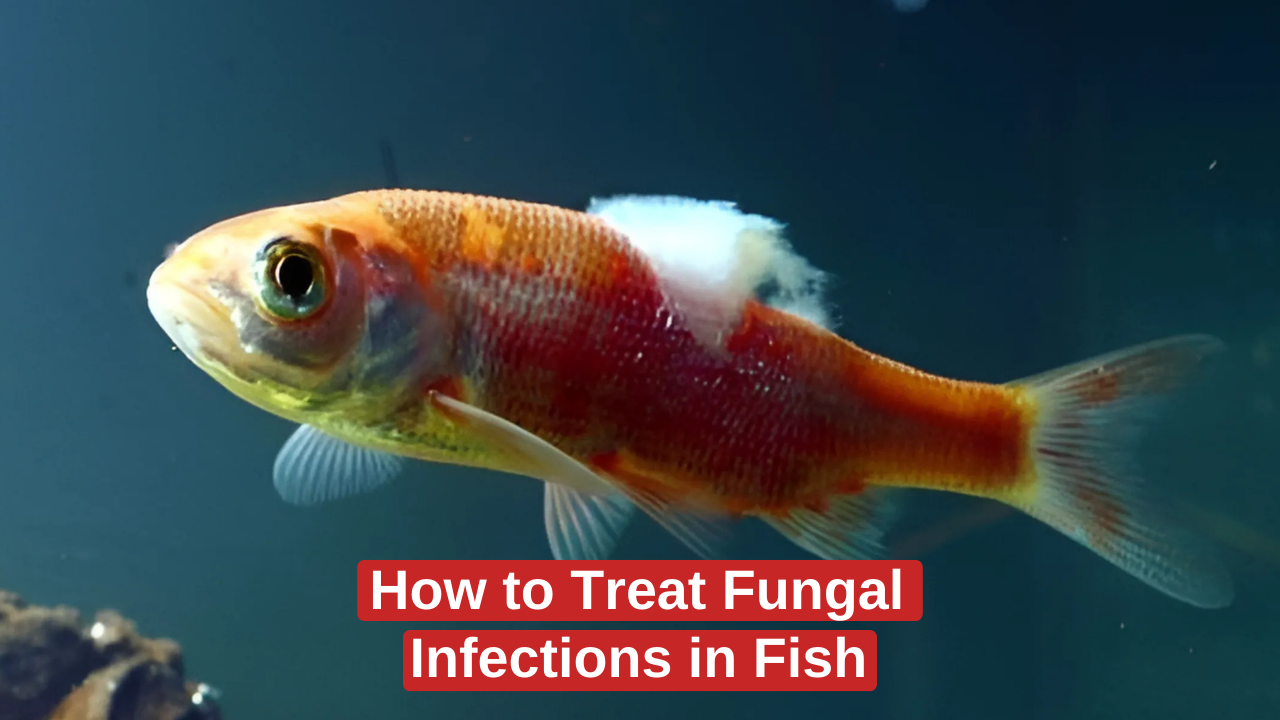 How to Treat Fungal Infections in Fish Symptoms Causes Preventing treatments