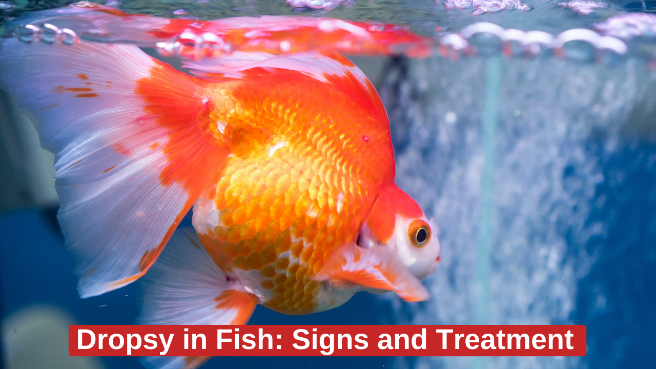 Dropsy in Fish: Signs and Treatment