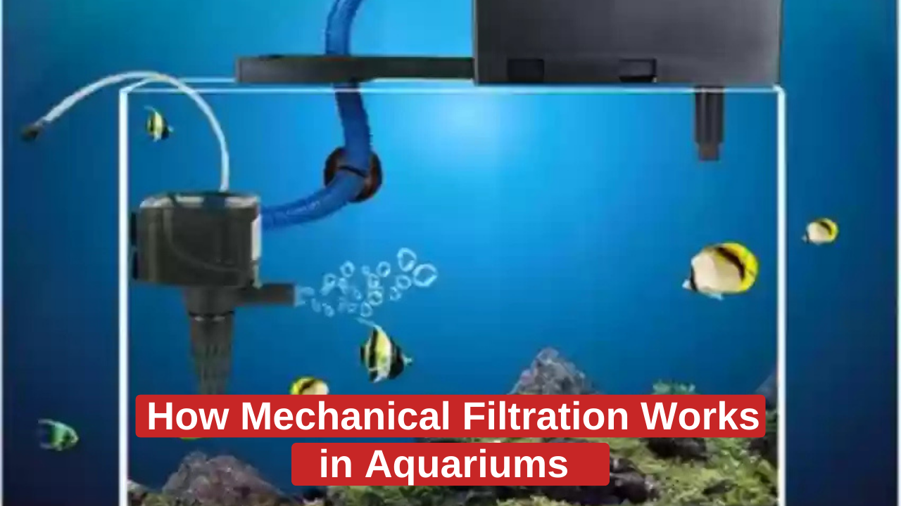 How Mechanical Filtration Works in Aquariums