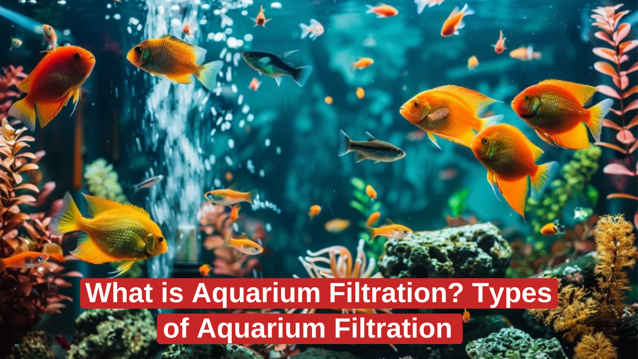 Aquarium Filtration Types of Aquarium Filtration. Biological Filtration Chemical Filtration Mechanical Filtration