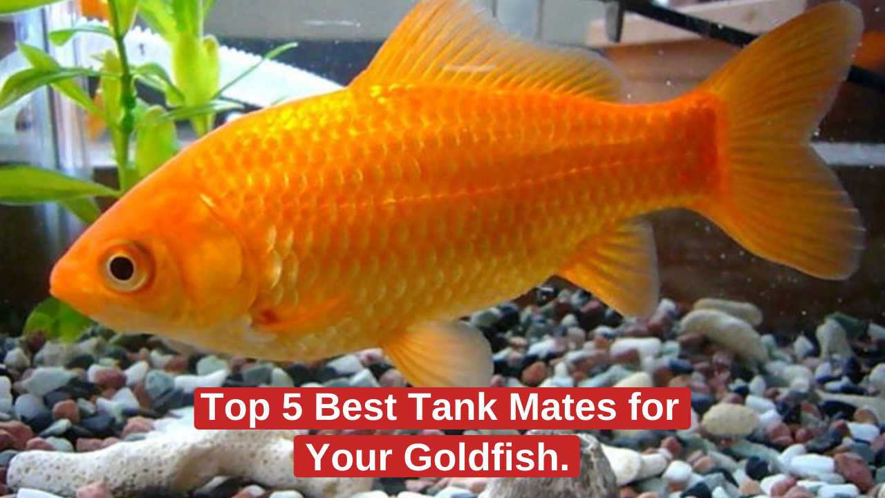 Top 5 Best Tank Mates for Your Goldfish. Zebra Danios Rosy Barbs Dojo Loaches Bristle nose Plecos Mountain Minnows GoldFish