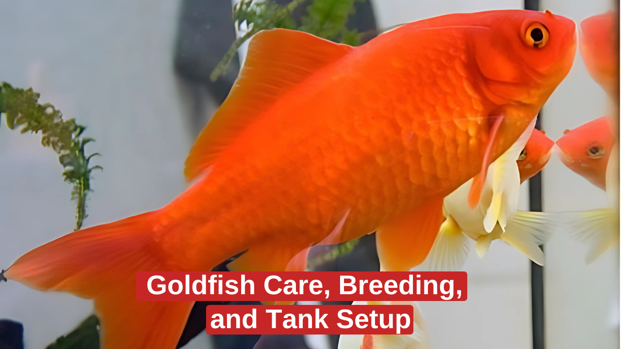 Goldfish Care, Breeding, and Tank Setup