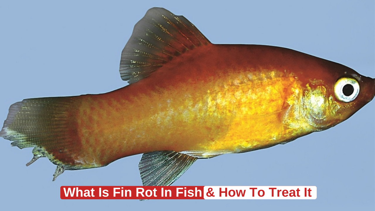 How to Treat Fin Rot Disease in Fish