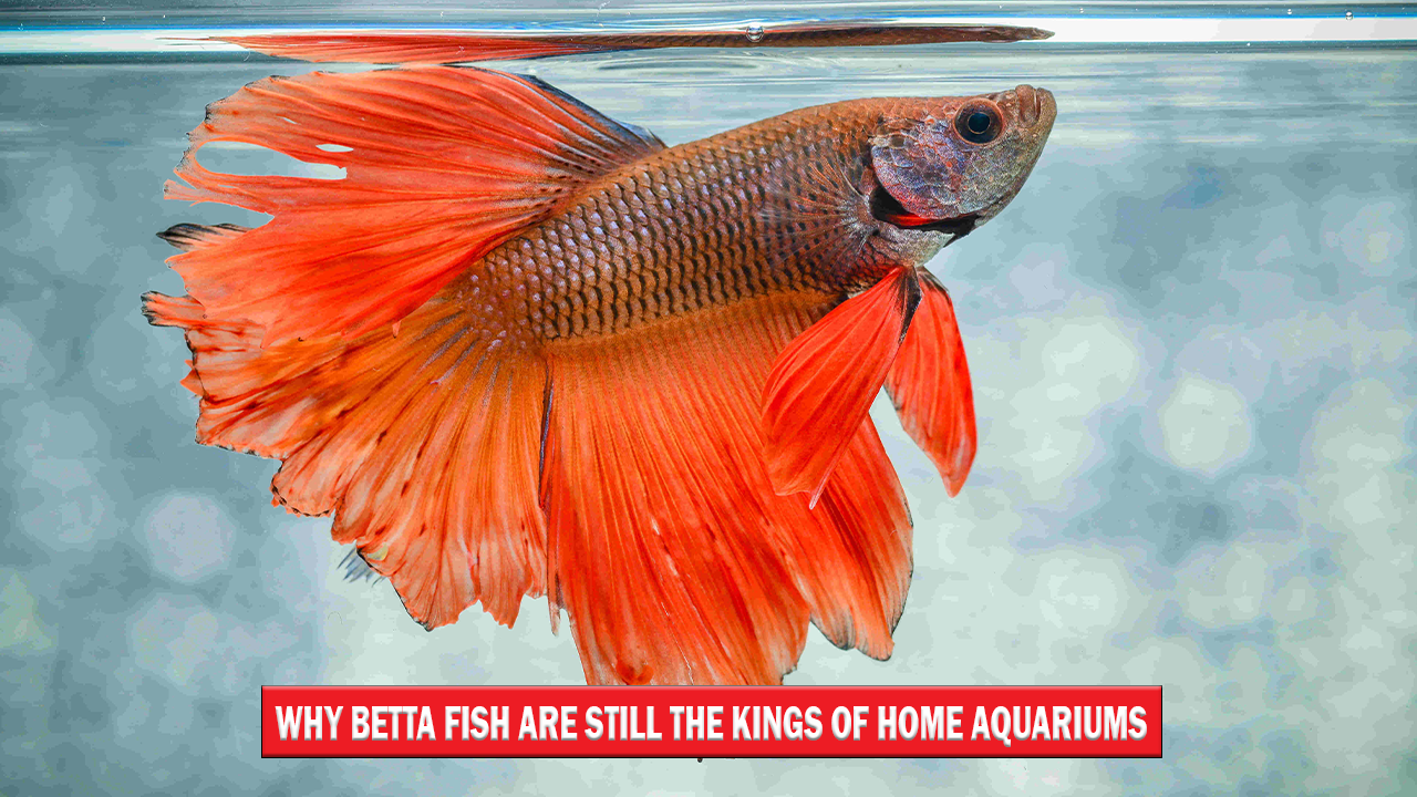 Why Betta Fish Are Still the Kings of Aquariums