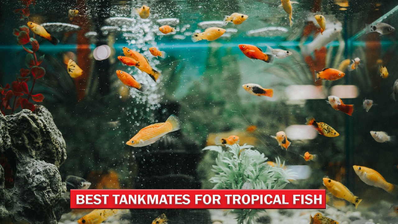 Best Tankmates for Tropical Fish