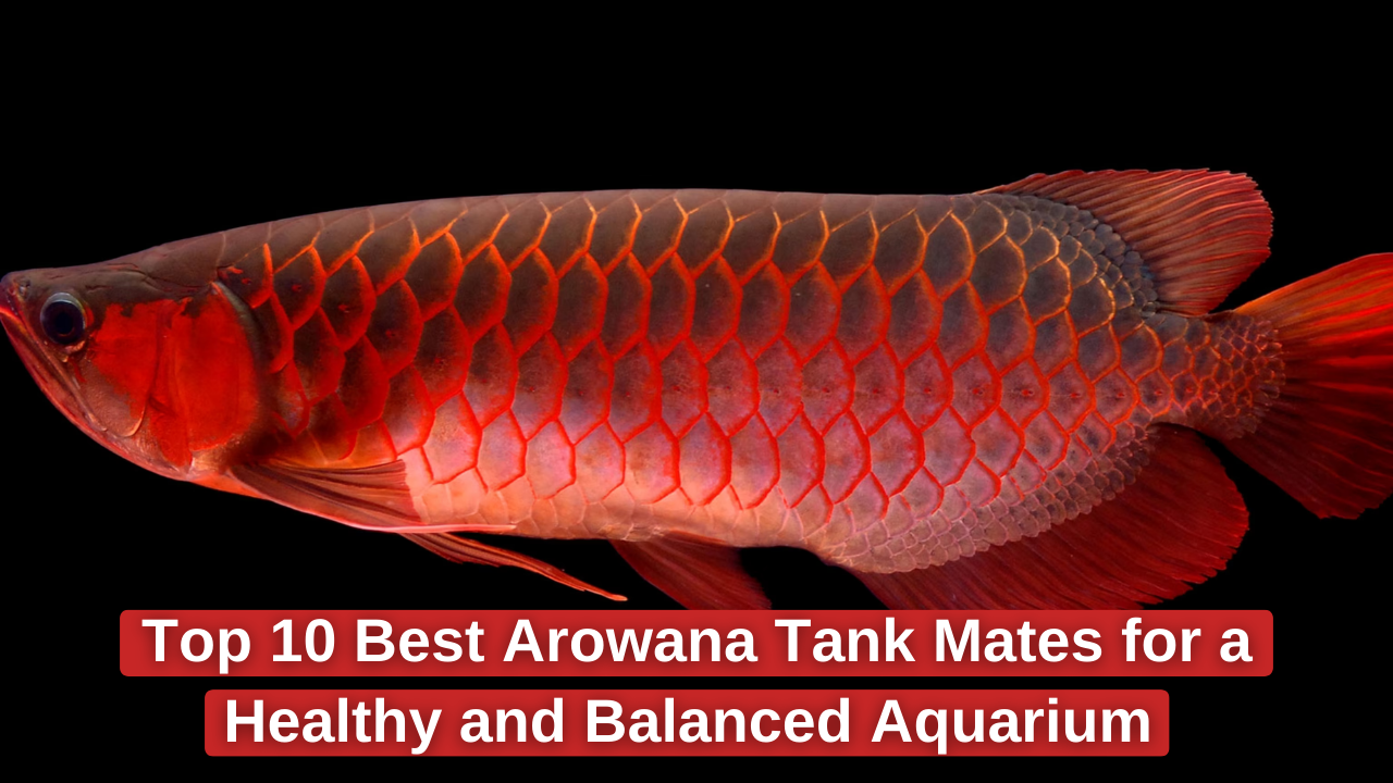 Top 10 Best Arowana Tank Mates for a Healthy and Balanced Aquarium