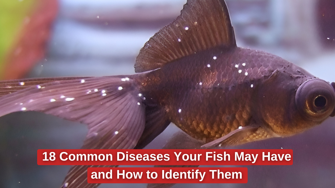 18 Common Diseases Your Fish May Have