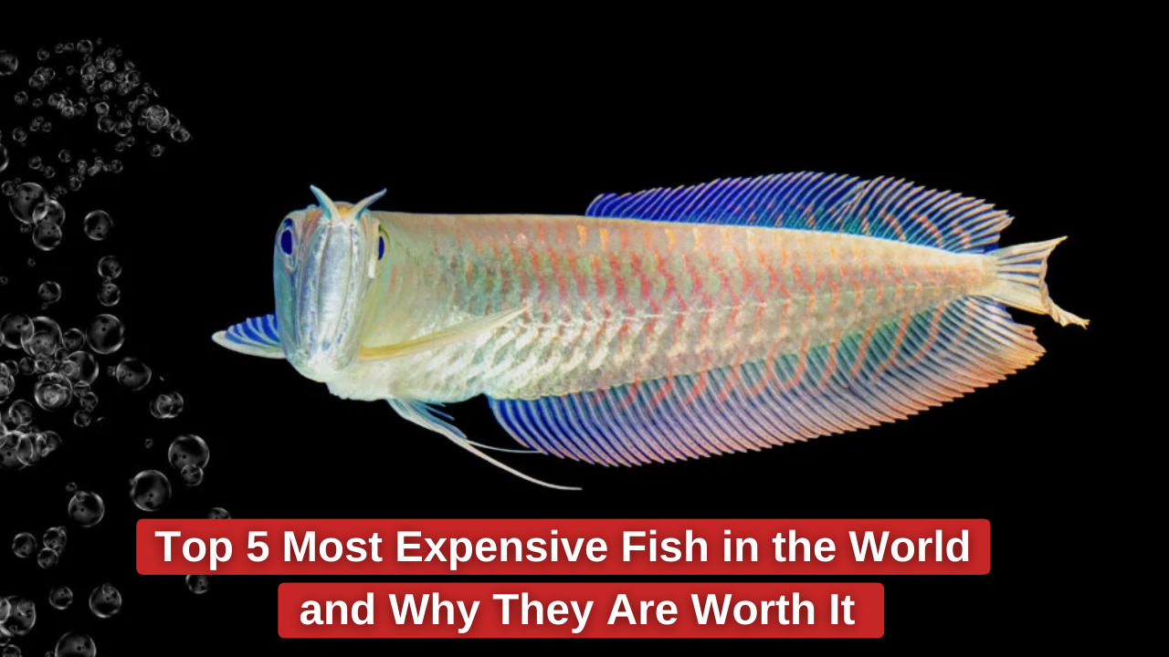 Top 5 Most Expensive Fish in the World and Why They Are Worth It