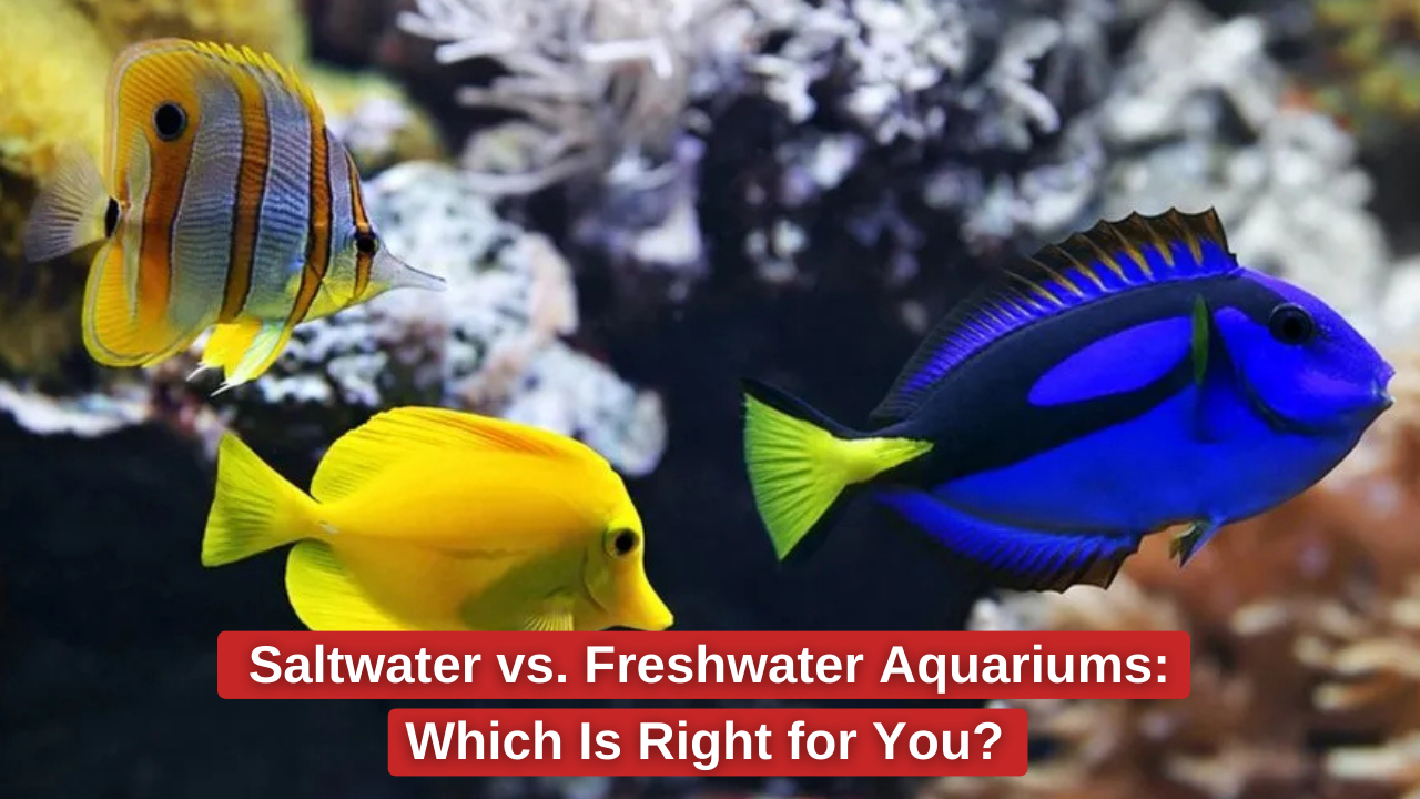 Differences between freshwater and saltwater aquariums