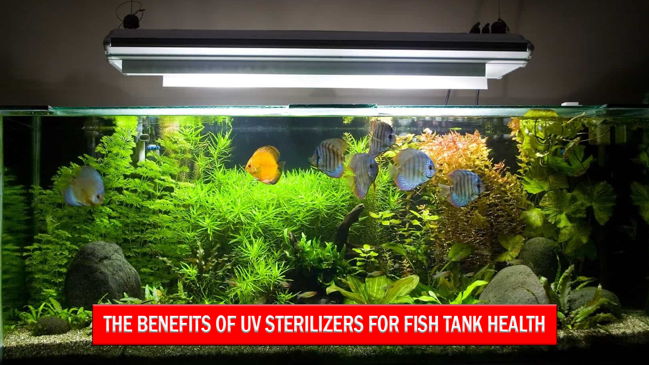 The Benefits of UV Sterilizers for Fish Tank Health