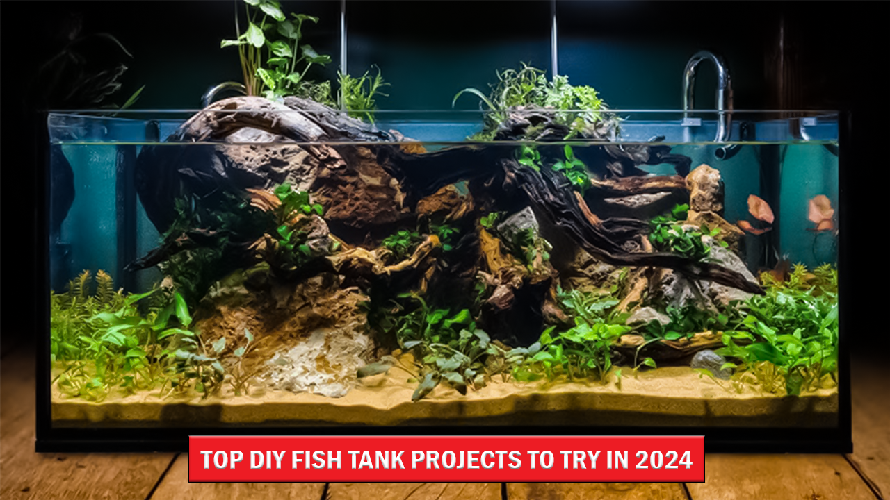 Top DIY Fish Tank Projects to Try in 2024