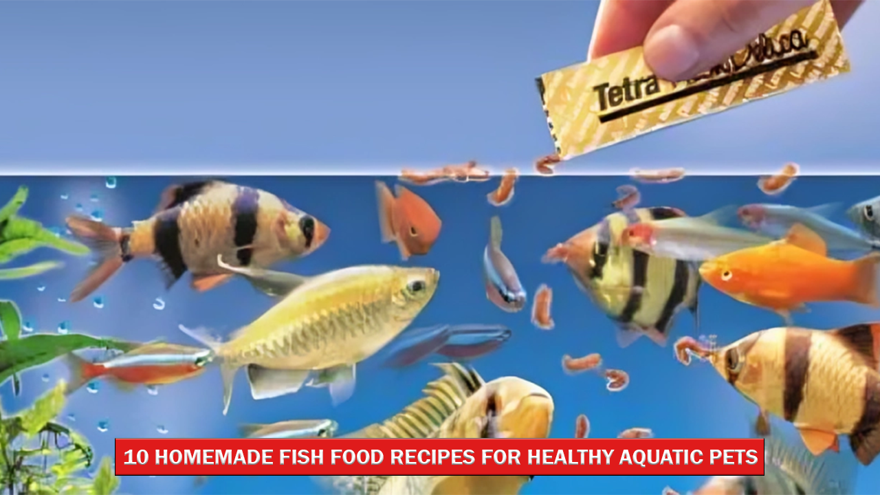 10 Homemade Fish Food Recipes for Healthy Aquatic Pets