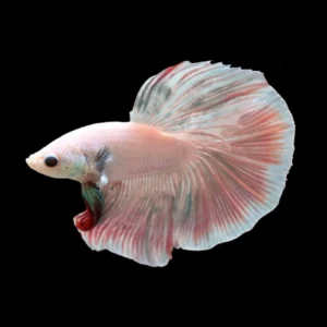 Betta fish