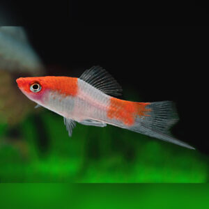  Swordtail 