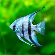 Angelfish