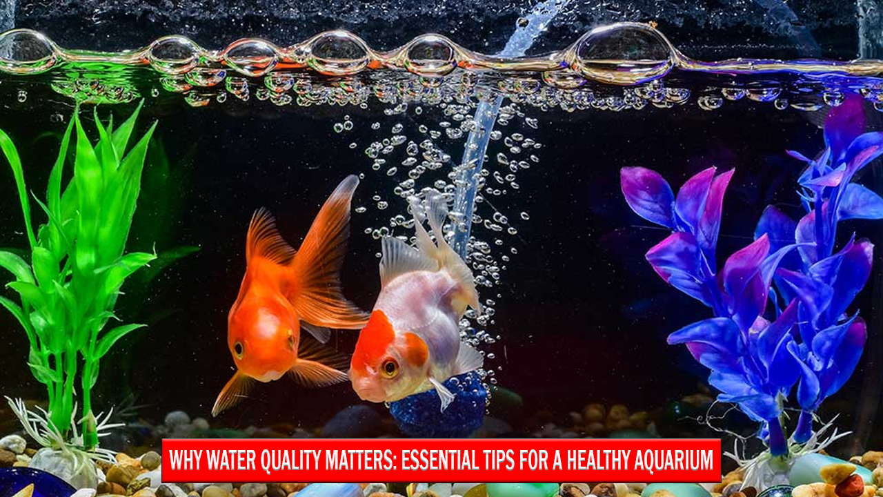 Why Water Quality Matters for a Healthy Aquarium