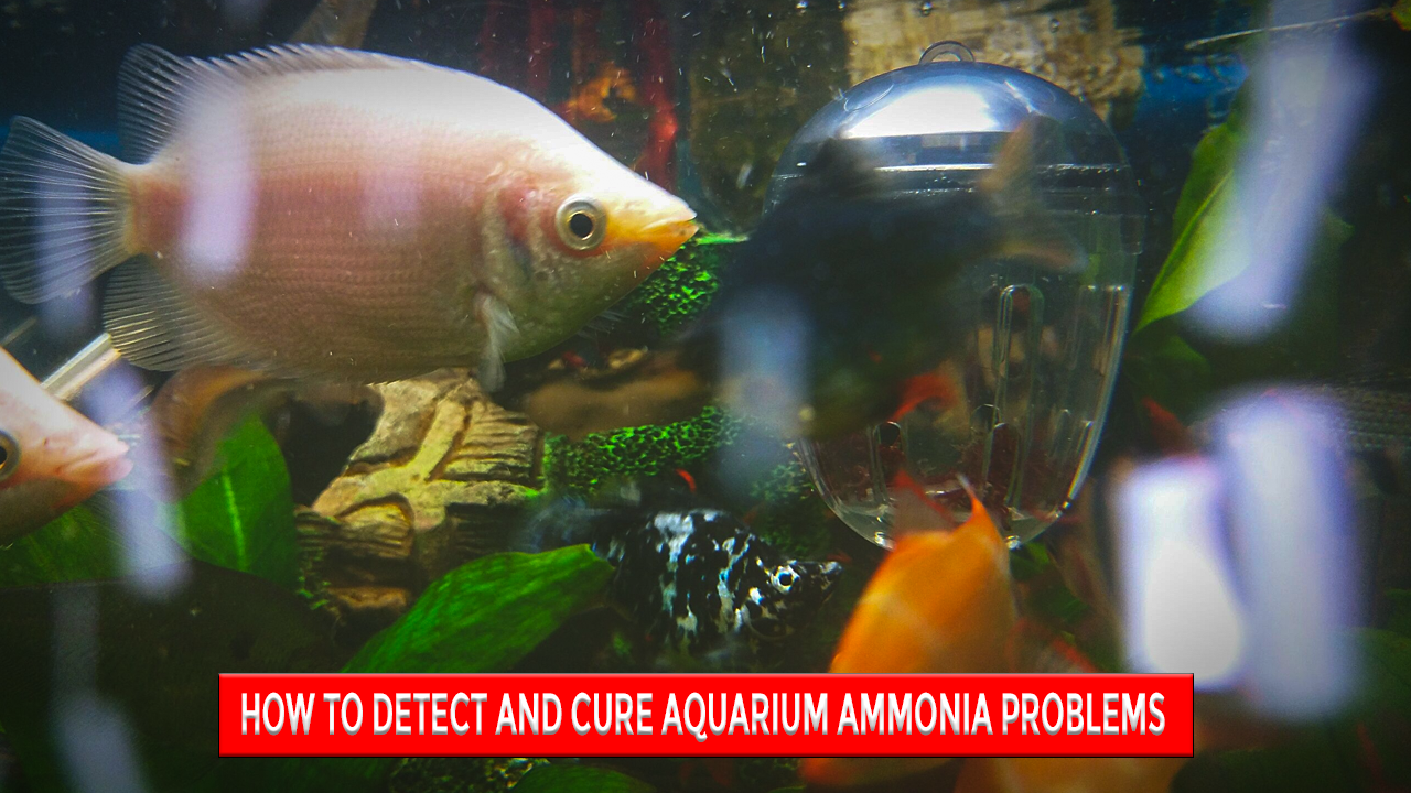 How to Detect and Cure Aquarium Ammonia Problems