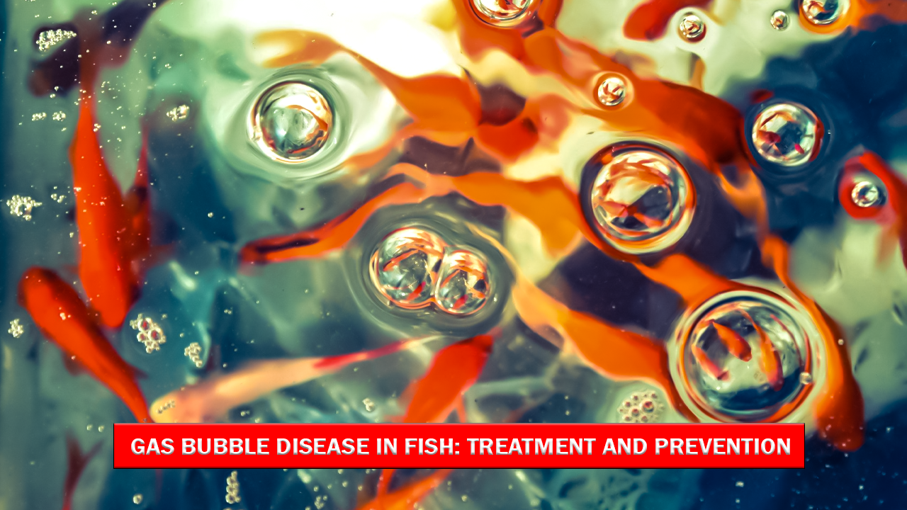 Gas Bubble Disease in Fish: Treatment and Prevention