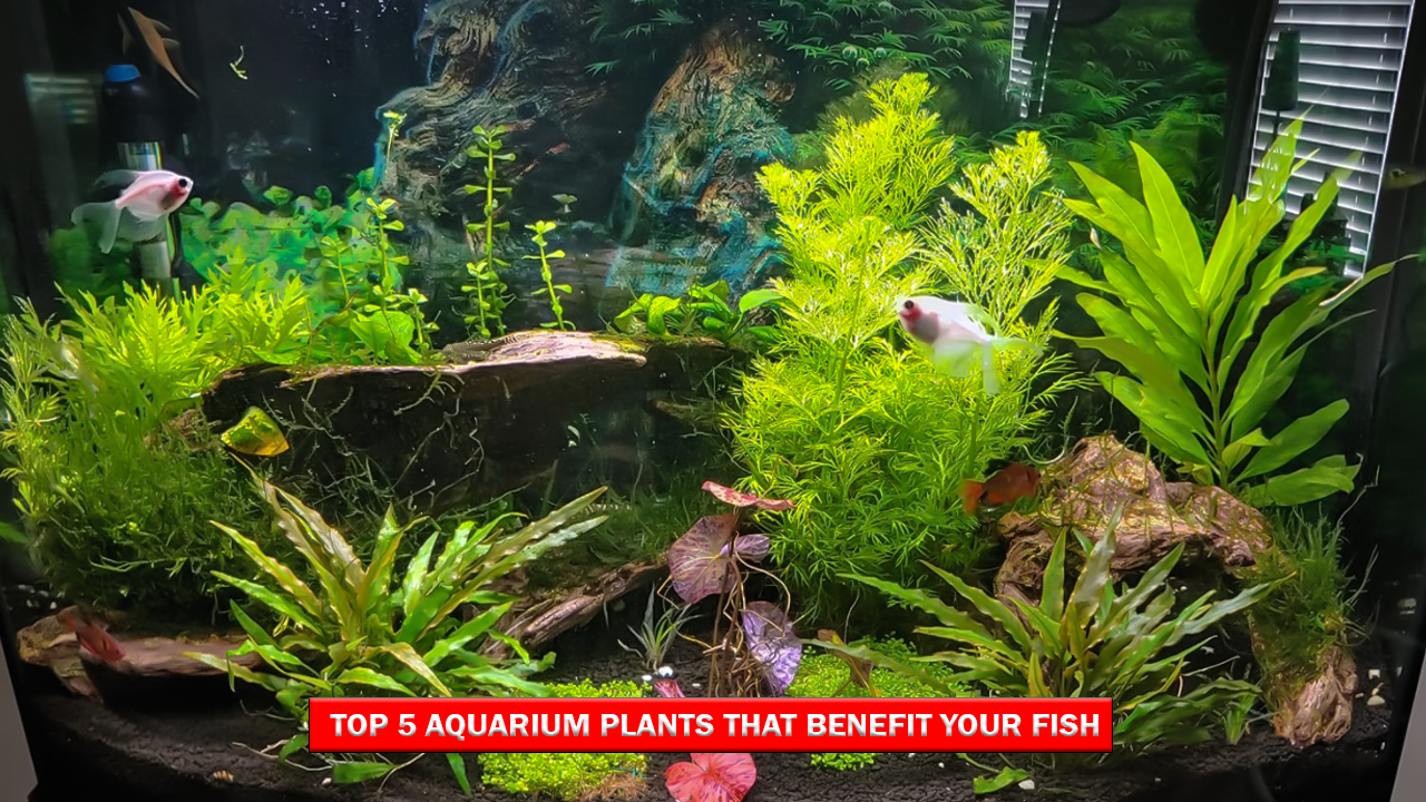 Top 5 Aquarium Plants That Benefit Your Fish