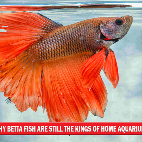 Why Betta Fish Are Still the Kings of Aquariums