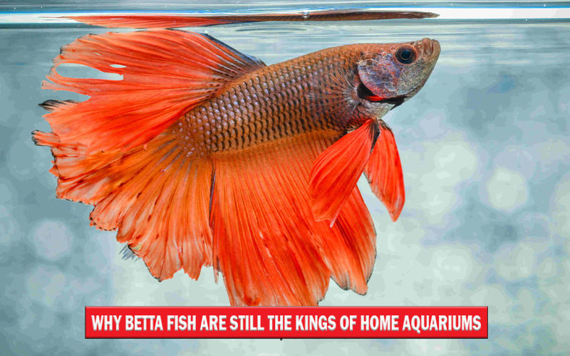 Why Betta Fish Are Still the Kings of Aquariums