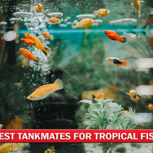 Best Tankmates for Tropical Fish