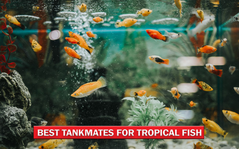 Best Tankmates for Tropical Fish