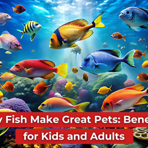 Why Fish Make Great Pets: Benefits for Kids and Adults