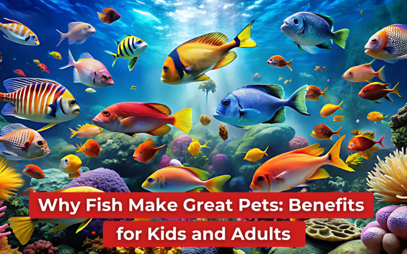 Why Fish Make Great Pets: Benefits for Kids and Adults