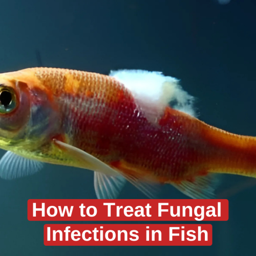 How to Treat Fungal Infections in Fish.