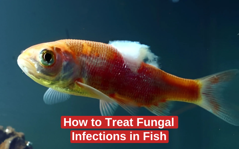 How to Treat Fungal Infections in Fish.