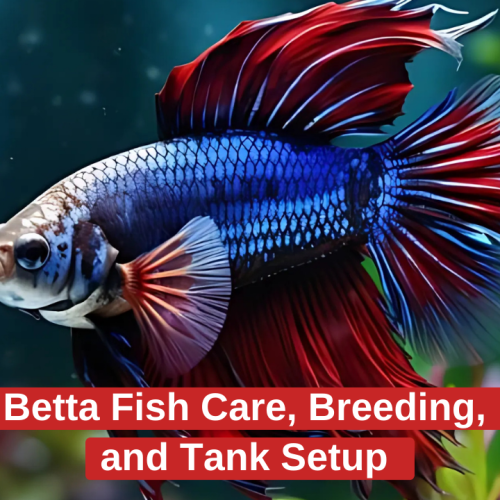 Betta Fish Care, Breeding, and Tank Setup