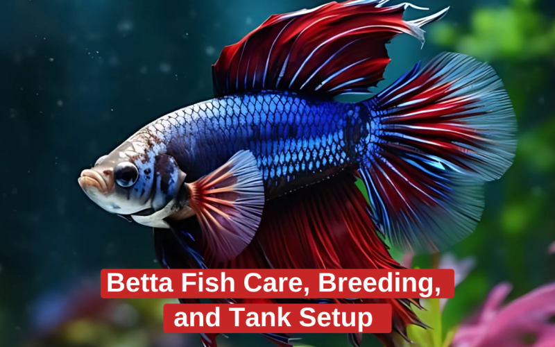 Betta Fish Care, Breeding, and Tank Setup