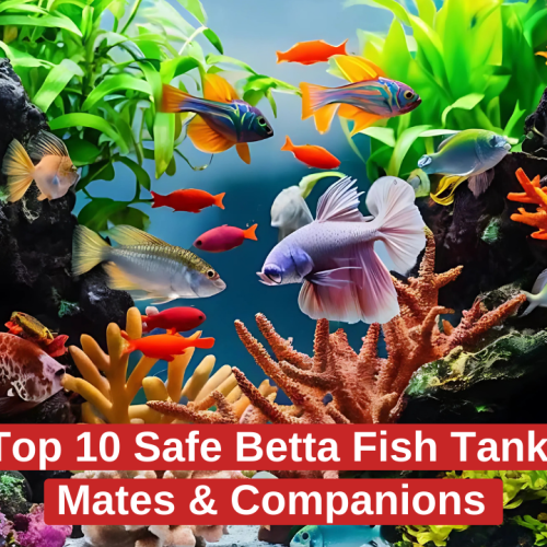 Top 10 Safe Betta Fish Tank Mates & Companions