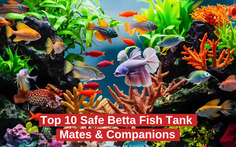 Top 10 Safe Betta Fish Tank Mates & Companions