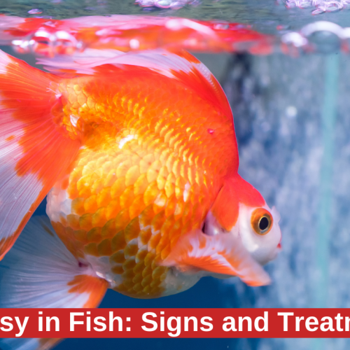 Dropsy in Fish: Signs and Treatment