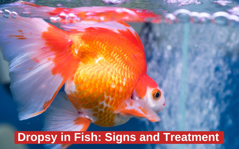 Dropsy in Fish: Signs and Treatment