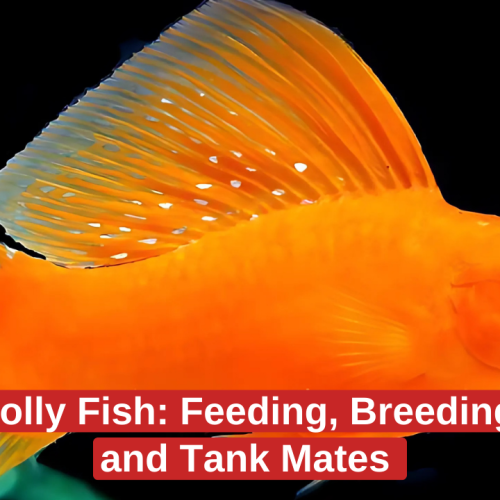 Molly Fish: Feeding, Breeding, and Tank Mates