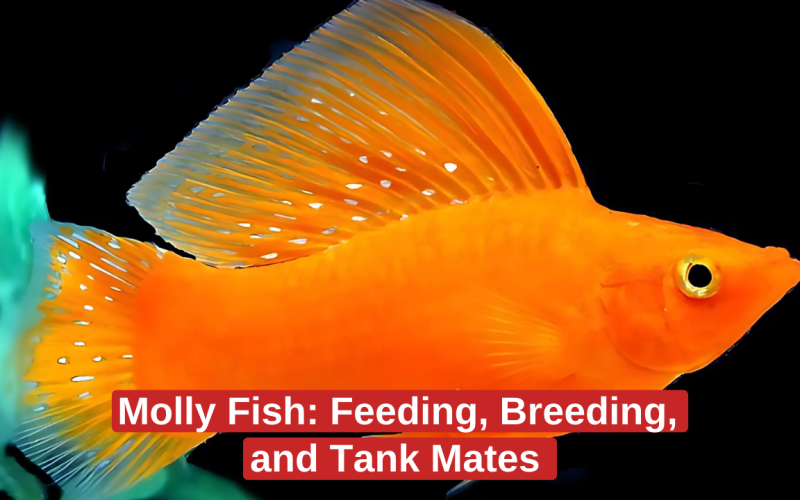 Molly Fish: Feeding, Breeding, and Tank Mates