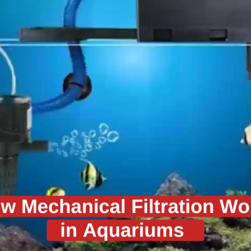 How Mechanical Filtration Works in Aquariums