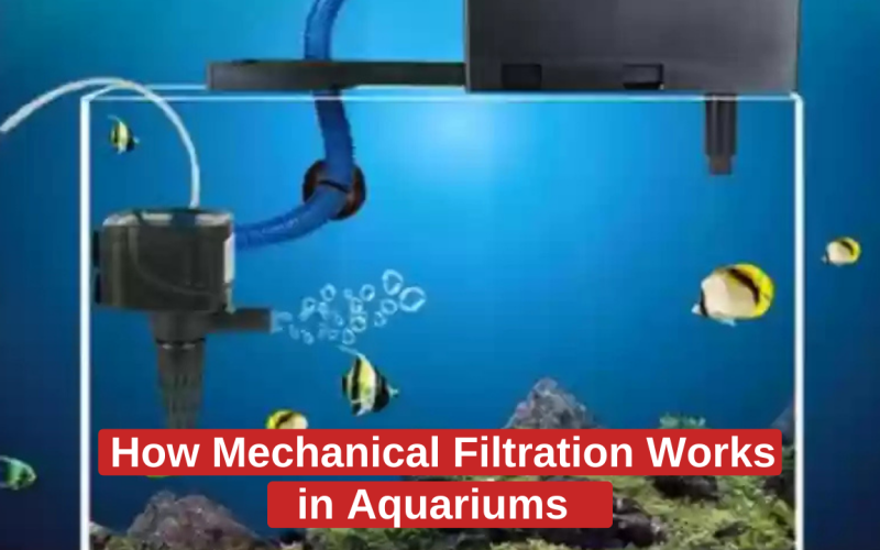 How Mechanical Filtration Works in Aquariums