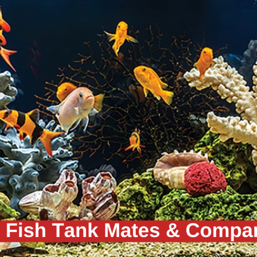 Top 10 Safe Molly Fish Tank Mates & Companions