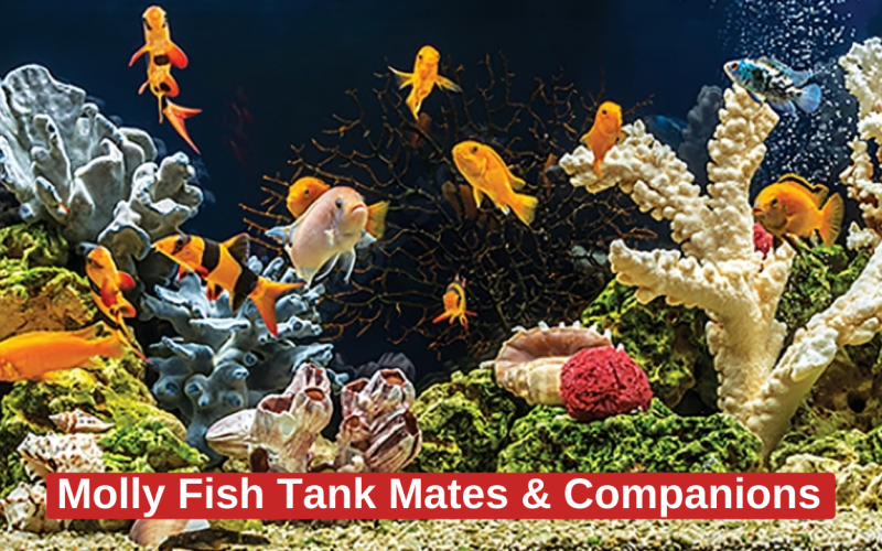 Top 10 Safe Molly Fish Tank Mates & Companions