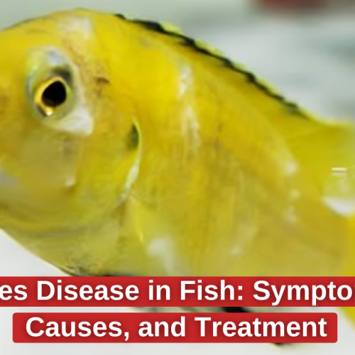 Flukes in Fish: Symptoms, Causes, and Treatment