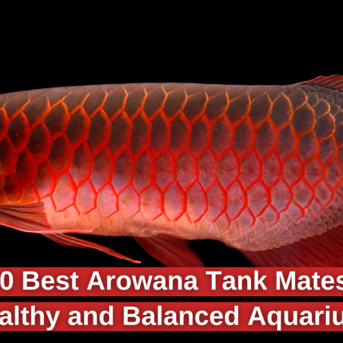 10 Best Arowana Tank Mates for a Healthy  Aquarium