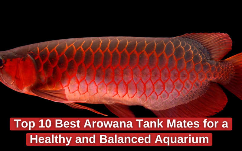 10 Best Arowana Tank Mates for a Healthy  Aquarium