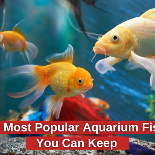 10 Most Popular Aquarium Fish You Can Keep