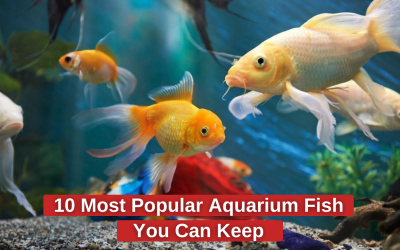 10 Most Popular Aquarium Fish You Can Keep