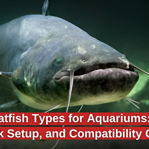 Top Catfish Types: Care and Tank Setup