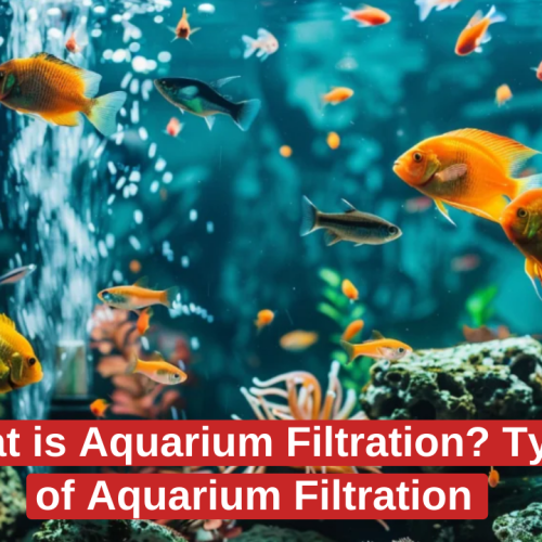 What is Aquarium Filtration? Types of Aquarium Filtration